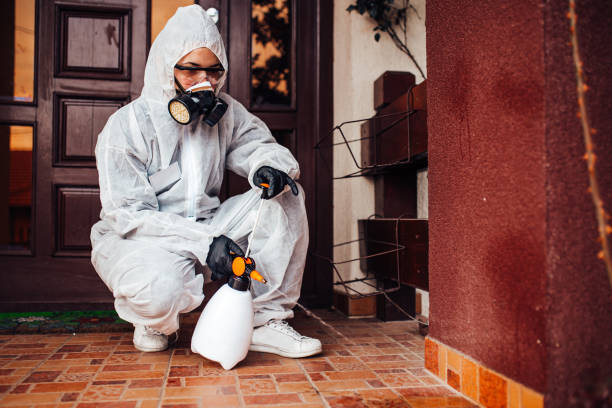 Reliable Wasp Removal contractor in Festus, MO by Show Me Pest Control
